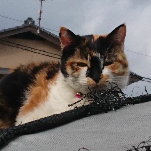 ねことりNTR　人の女を寝取り隊　