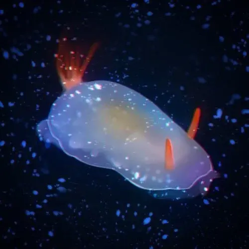 ｳﾆｳｼ